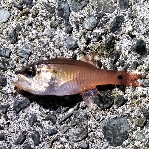 ネンブツダイの釣果