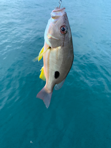 クロホシフエダイの釣果