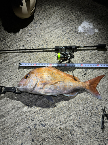 タイの釣果