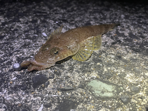 トカゲゴチの釣果