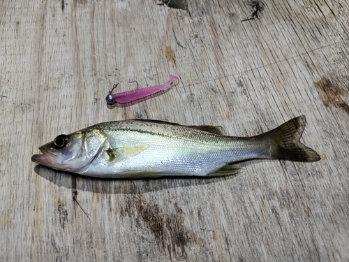 スズキの釣果