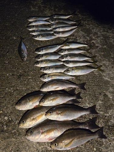 イサキの釣果