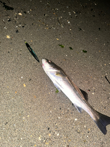 スズキの釣果