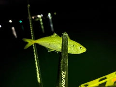 マアジの釣果