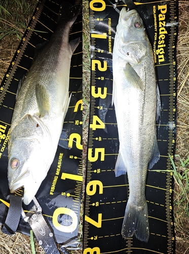 シーバスの釣果