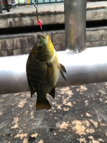 ティラピアの釣果