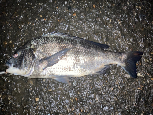 クロダイの釣果