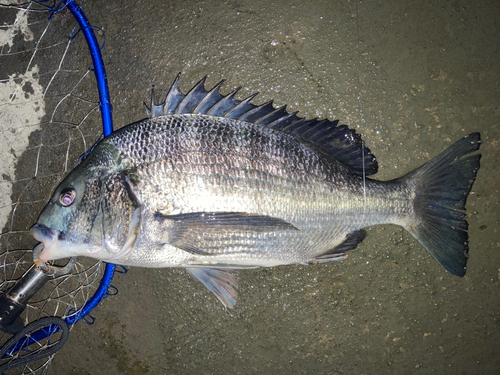 クロダイの釣果