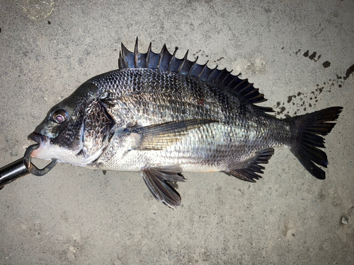 クロダイの釣果