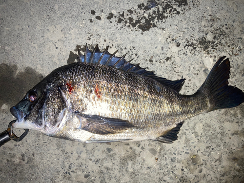 クロダイの釣果