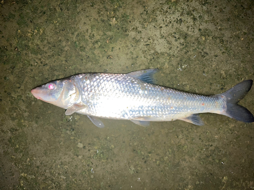 ニゴイの釣果