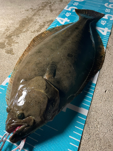 ヒラメの釣果