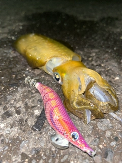 アオリイカの釣果