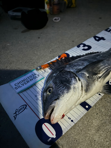 クロダイの釣果