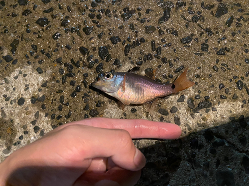 ネンブツダイの釣果