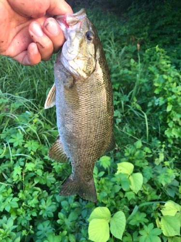 スモールマウスバスの釣果