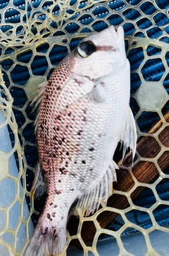 メイチダイの釣果