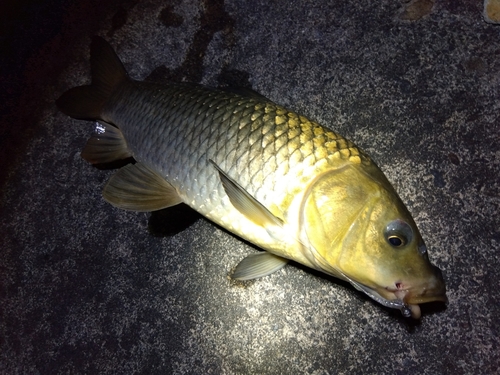 コイの釣果