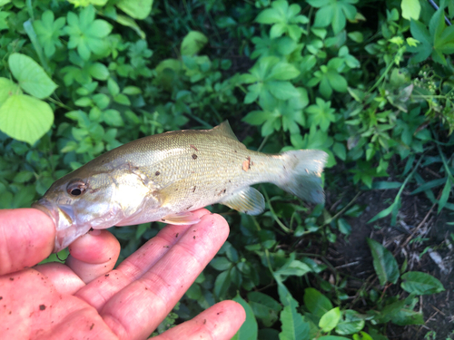 スモールマウスバスの釣果