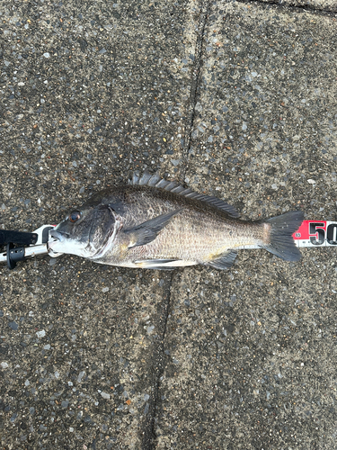 クロダイの釣果