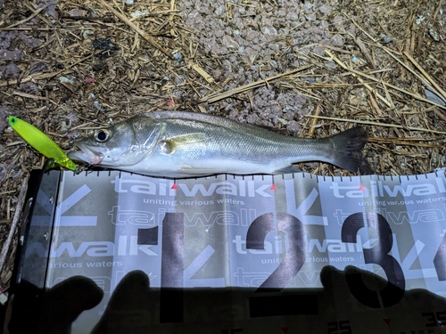 セイゴ（マルスズキ）の釣果