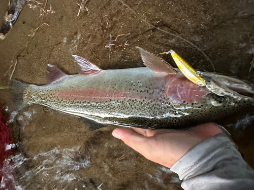 ニジマスの釣果