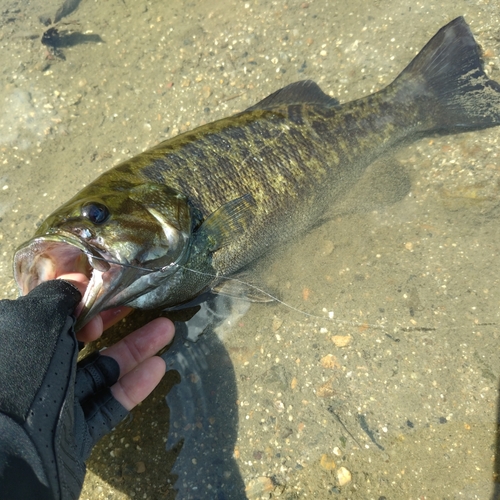 スモールマウスバスの釣果