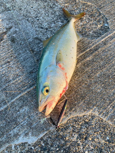 ツバスの釣果