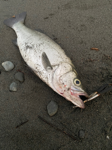 ヒラスズキの釣果