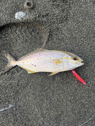 ショゴの釣果