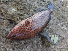 オオモンハタの釣果