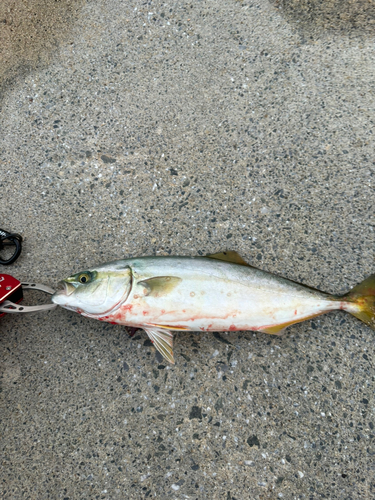 ワカシの釣果