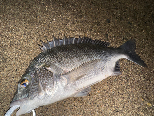 チヌの釣果