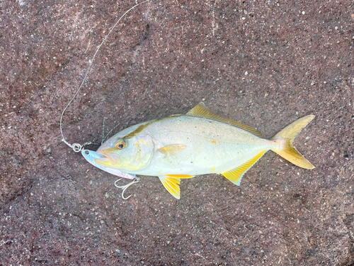 ショゴの釣果