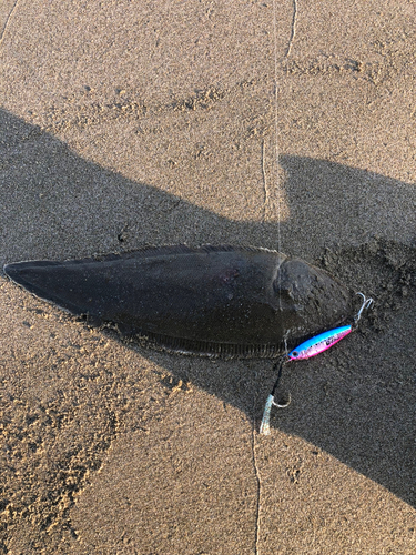 シタビラメの釣果