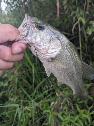 ラージマウスバスの釣果