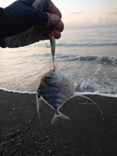 イトヒキアジの釣果