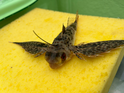 セミホウボウの釣果