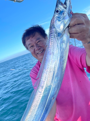 タチウオの釣果