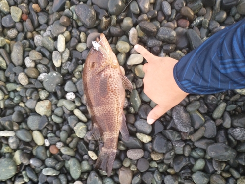 オオモンハタの釣果