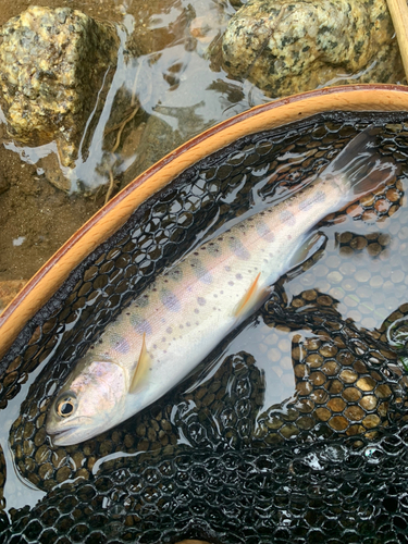 ヤマメの釣果