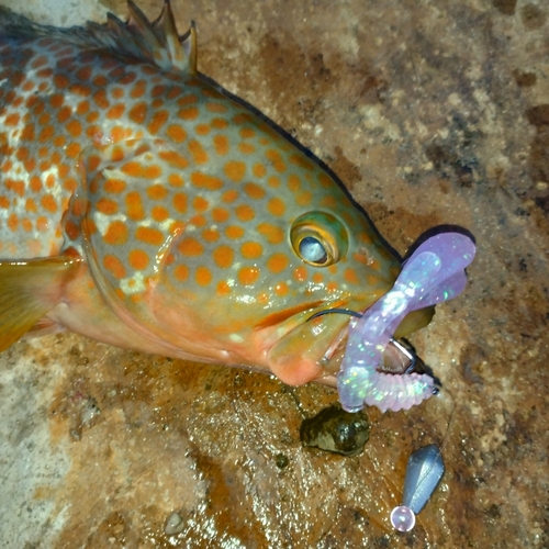 キジハタの釣果