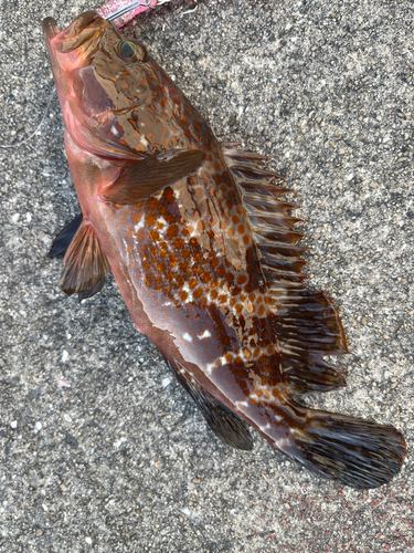 アコウの釣果