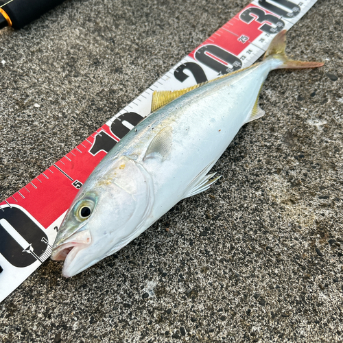 ワカナゴの釣果