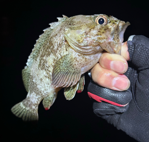 ソイの釣果