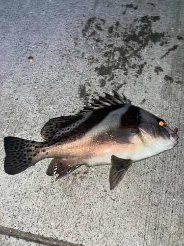 コショウダイの釣果