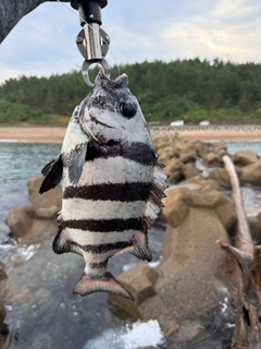 イシダイの釣果