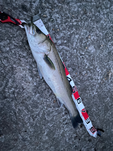 スズキの釣果