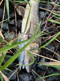 ニゴイの釣果