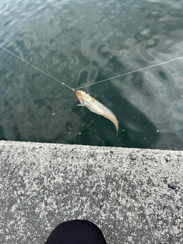 シロギスの釣果